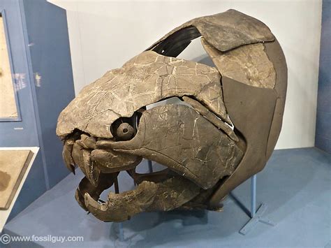 dunkleosteus fossil